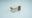 Maxsulin R Vial